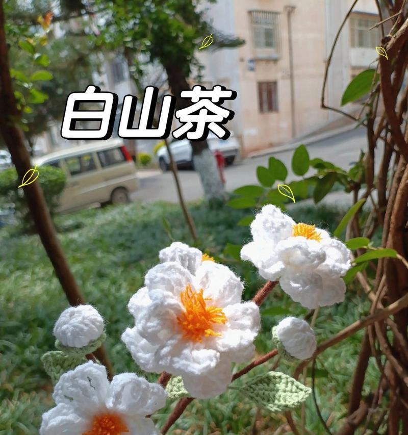 白山茶的花语寓意是什么？它象征着什么？