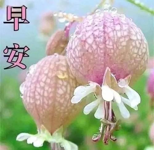 哪些花寓意祝福平安？如何用花表达平安祝福？