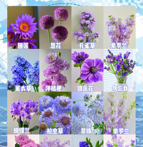 哪种花象征理性及其花语是什么？