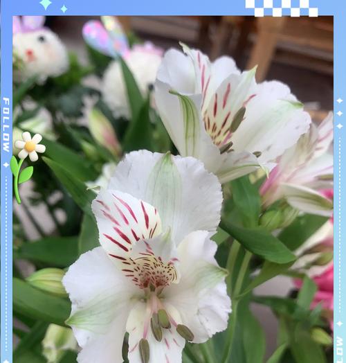 铁子花的花语和文化意义是什么？它代表了什么？
