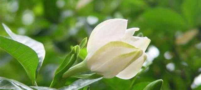 铁子花的花语和文化意义是什么？它代表了什么？