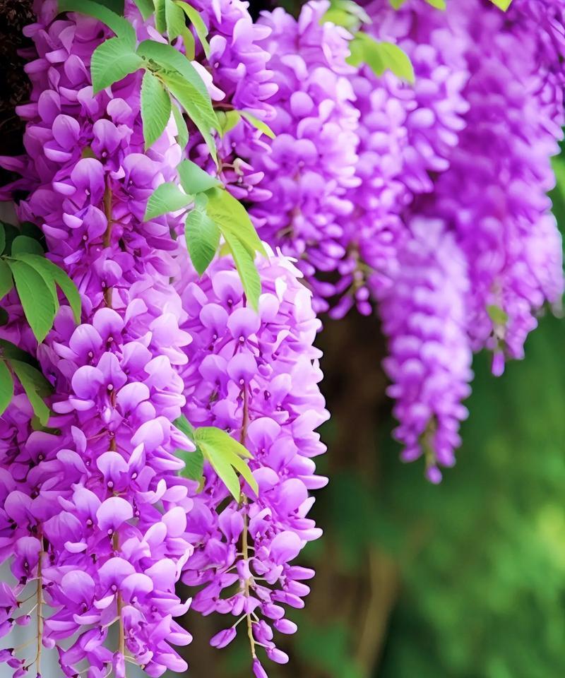 铁子花的花语和文化意义是什么？它代表了什么？