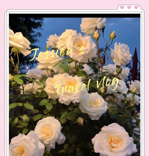 白玫瑰象征纯洁？花语含义是什么？