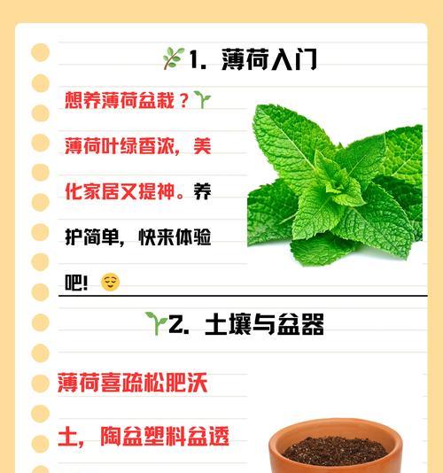 薄荷花语是什么意思？薄荷象征着什么？