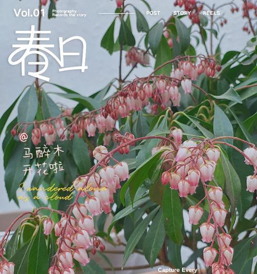 铃铛花的寓意是什么？铃铛花使用时应注意什么？