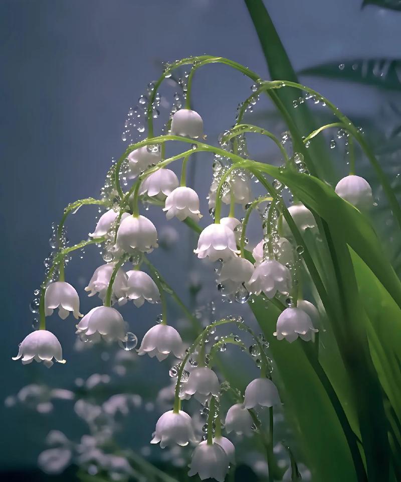 铃铛花的寓意是什么？铃铛花使用时应注意什么？