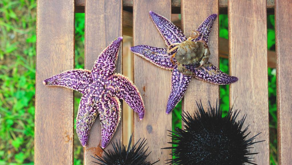 海胆花象征着什么？海胆花的寓意是什么？