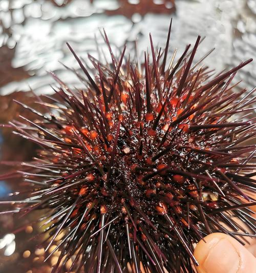 海胆花象征着什么？海胆花的寓意是什么？