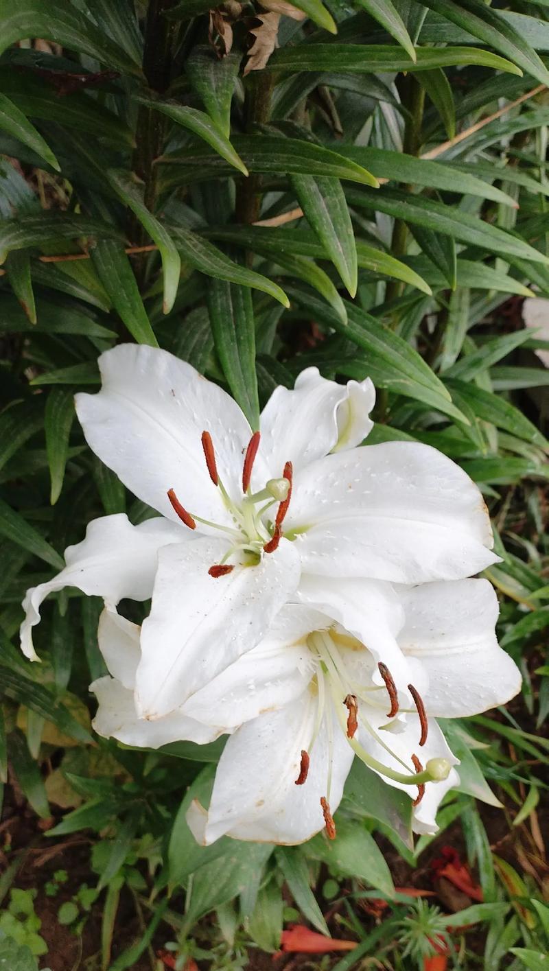 百合花有哪些寓意丰富的品种？