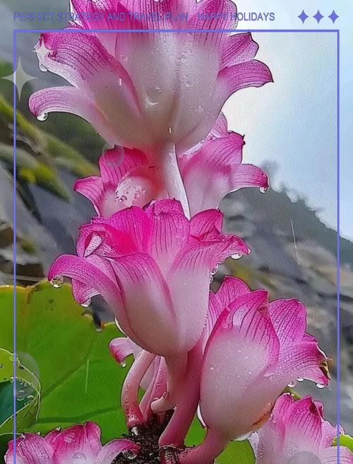 哪些花象征着艰难的爱情？它们代表了怎样的情感？