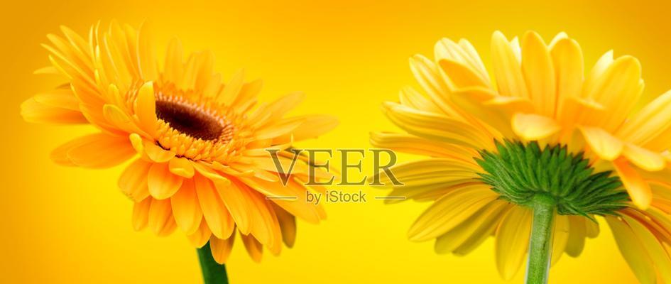 橘色花象征自由的有哪些？它们的象征意义是什么？