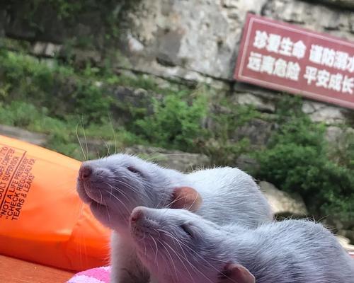 玉鼠和花生的寓意是什么？
