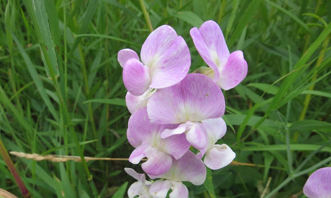 花引香的特殊含义和花语角色是什么？