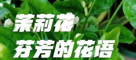 花引香的特殊含义和花语角色是什么？