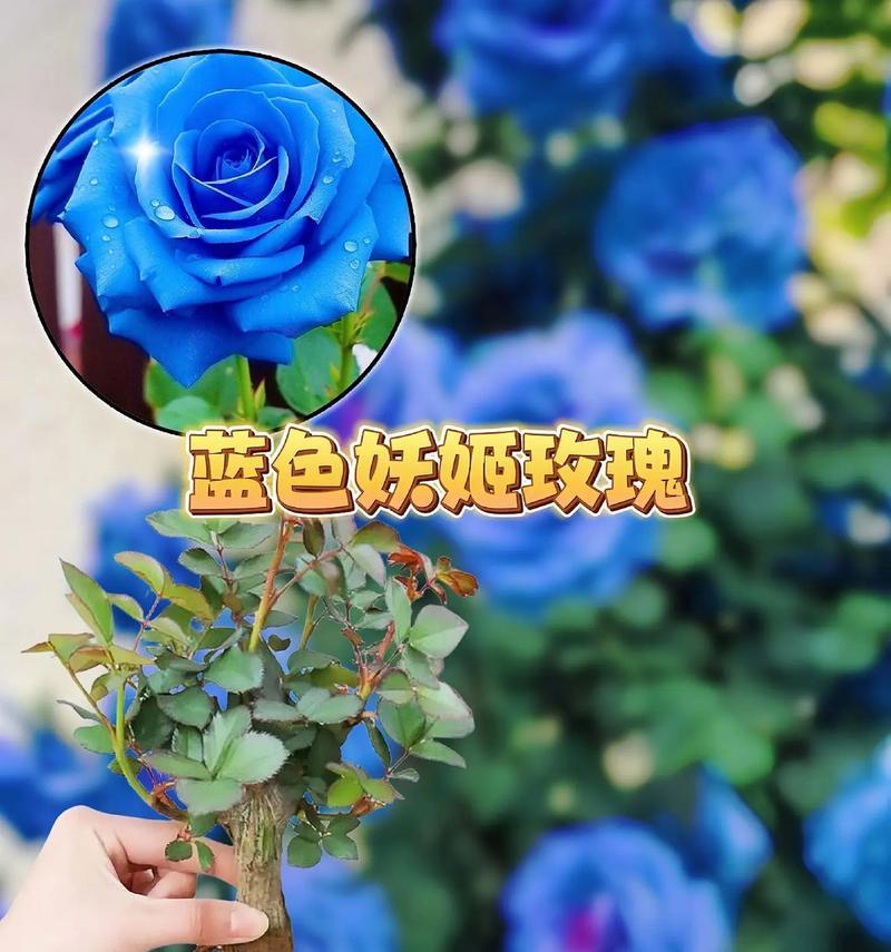 蓝色在花语中代表什么？
