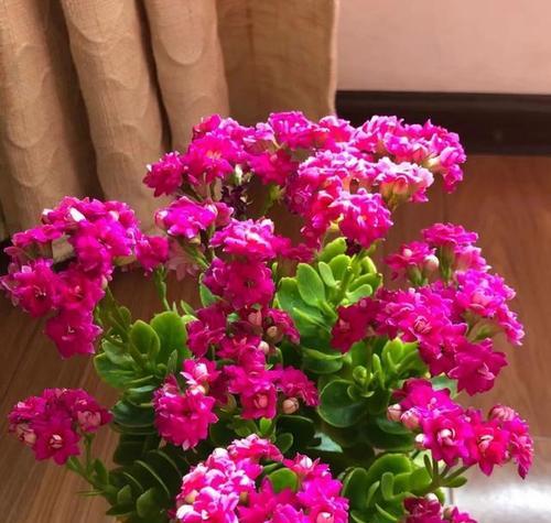 独特大气象征的花有哪些？如何用花卉表达个性？