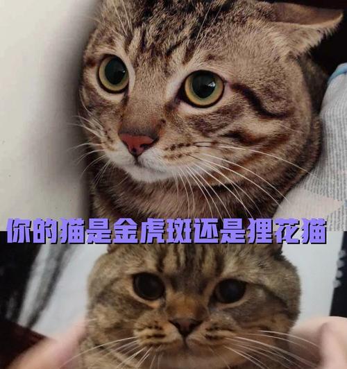 狸花与猫有何区别？代表了哪些文化含义？