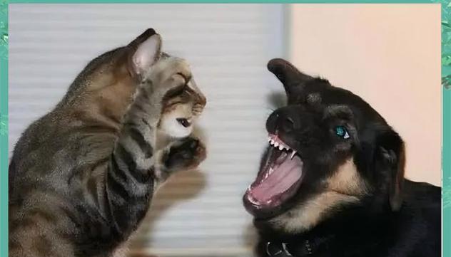 狸花与猫有何区别？代表了哪些文化含义？