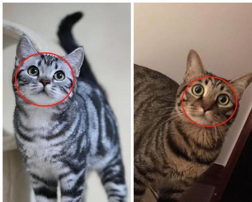 狸花与猫有何区别？代表了哪些文化含义？