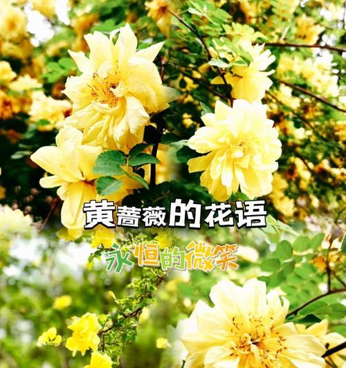 冰凌蔷薇的花语代表了什么？