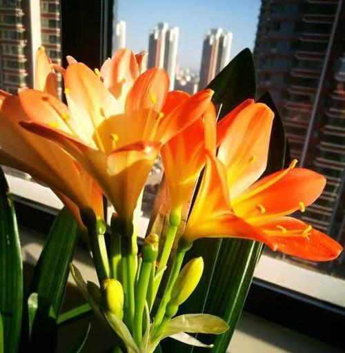 开得很好的花寓意什么？不同花卉的吉祥含义有哪些？