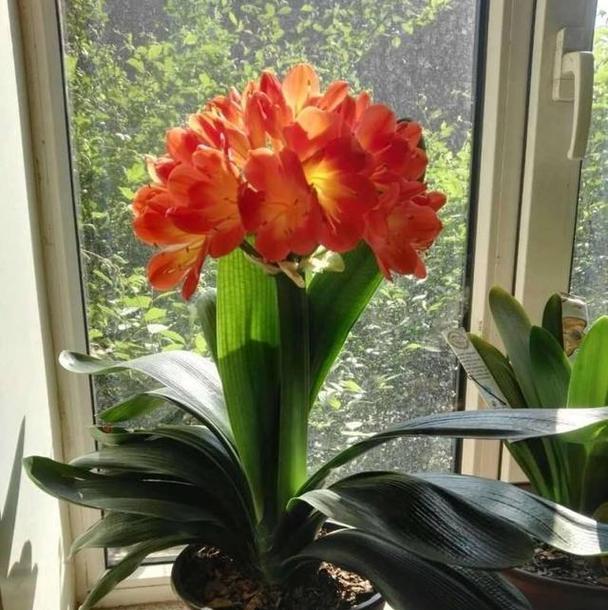 开得很好的花寓意什么？不同花卉的吉祥含义有哪些？