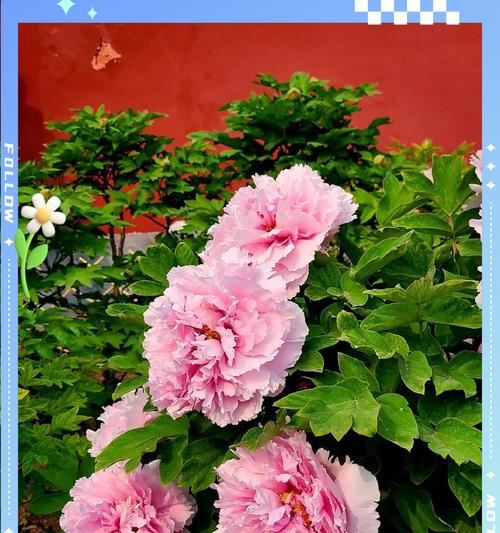 宋老师推荐的寓意好的花有哪些？它们代表了什么？