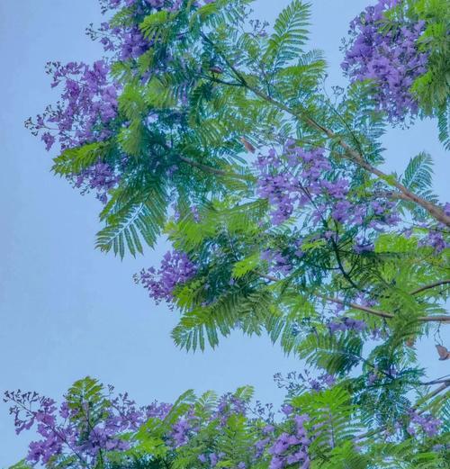 哪种花象征着忧郁的情绪？忧郁花语的代表花卉有哪些？