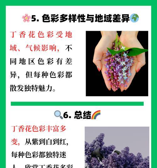 丁香花的花语是什么？丁香的寓意有哪些？