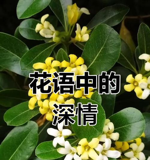 如何用花表达对逝去亲人的思念？哪些花象征着思念？