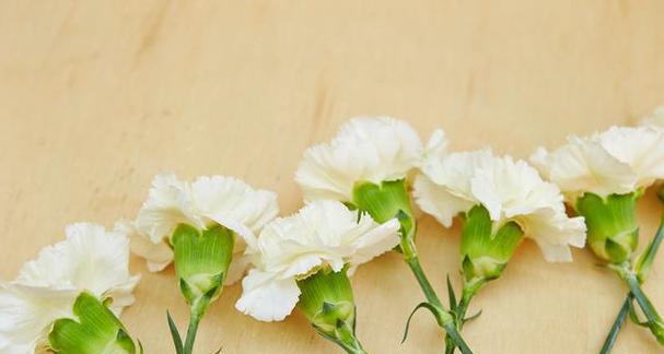 象征友情的花有哪些？花语中友情的代表是什么？