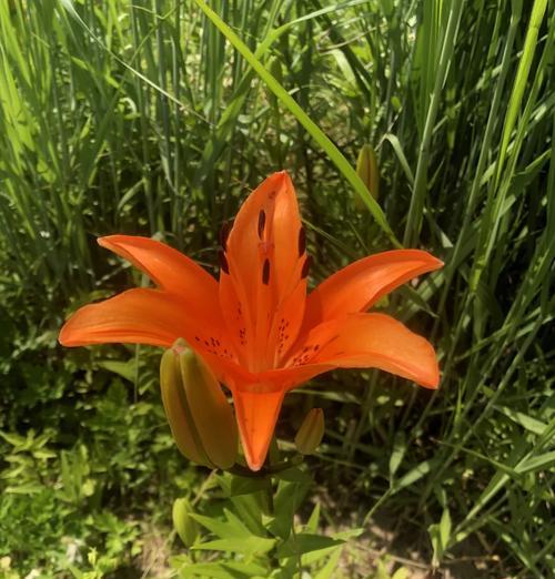 萱草的含义是什么？花语代表什么？