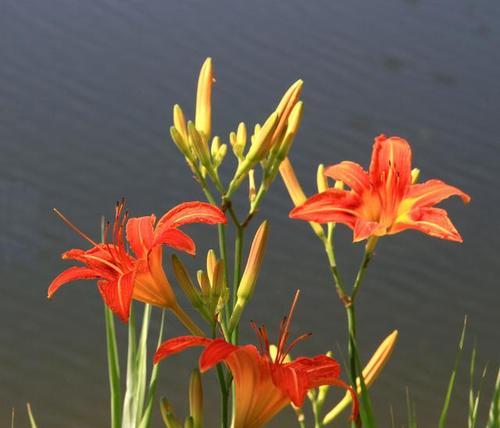 萱草的含义是什么？花语代表什么？