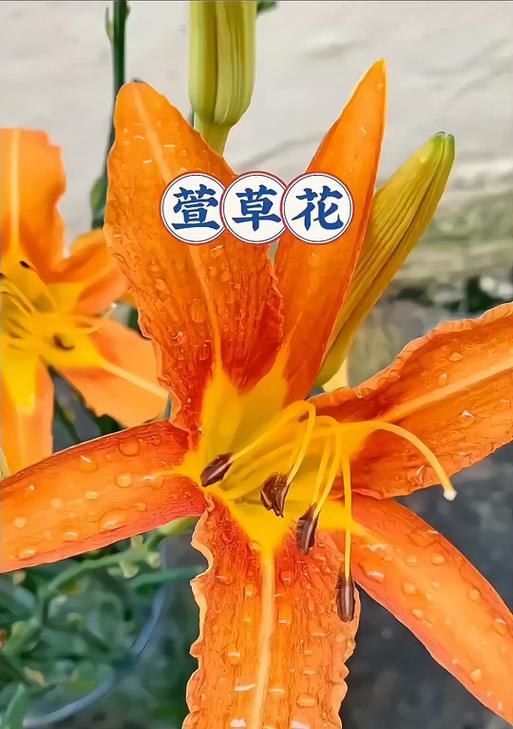 萱草的含义是什么？花语代表什么？