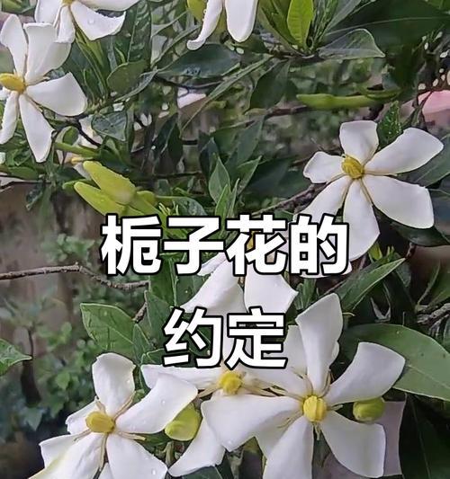 栀子花象征着什么？它的花语有哪些独特之处？