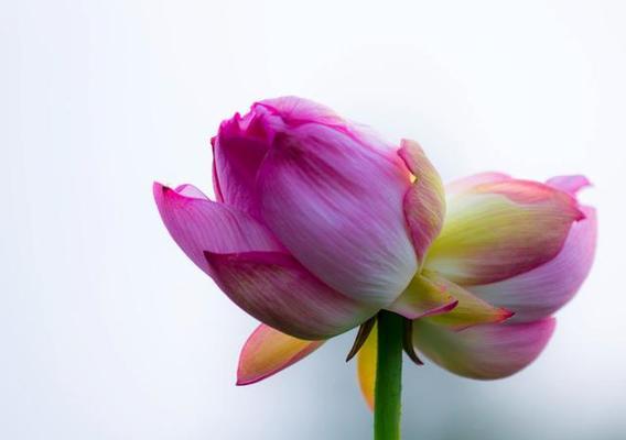 双生花的含义和象征意义是什么？