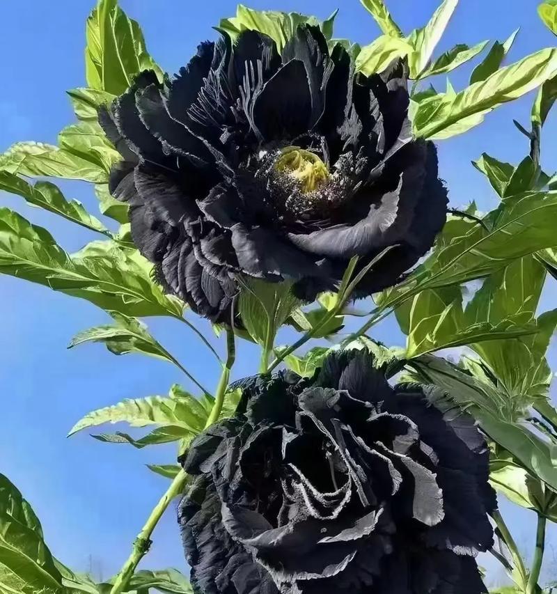牡丹花的象征意义是什么？它的花语有哪些含义？