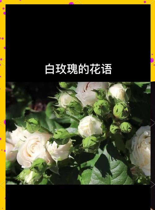 白玫瑰的寓意和花语是什么？它象征着什么？