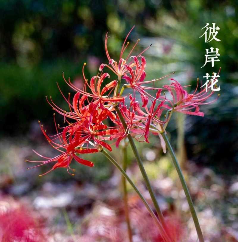 伤心时哪种花语最能表达安慰？