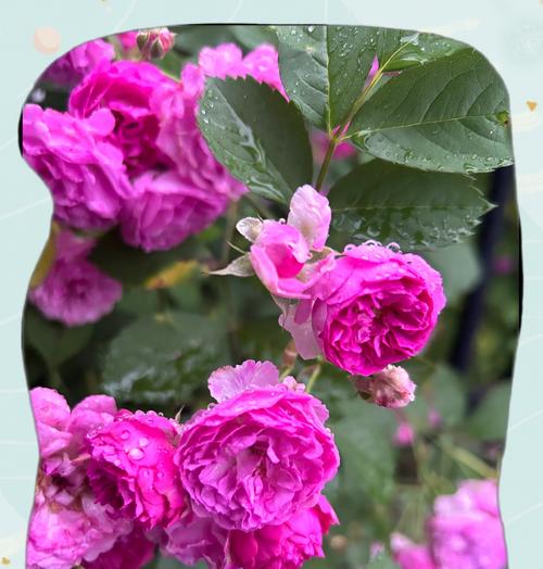 送花的支数不同代表什么含义？不同支数的花语是什么？
