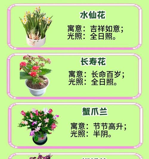 摆花的寓意是什么？它们代表什么意义？