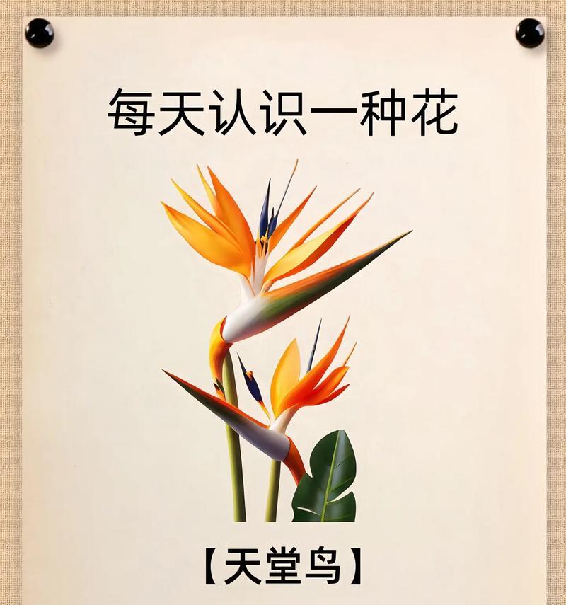代表鼓励的花及其花语是什么？