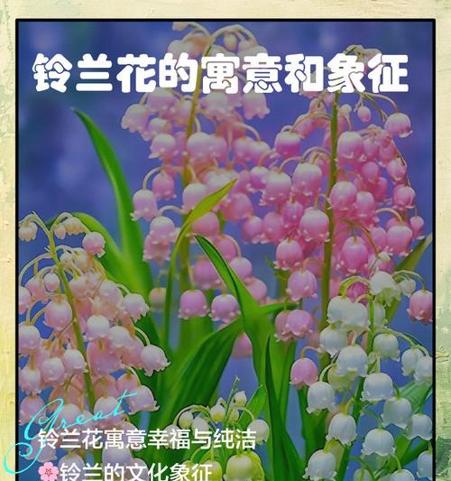 两个花象征着什么？它们代表了什么意义？