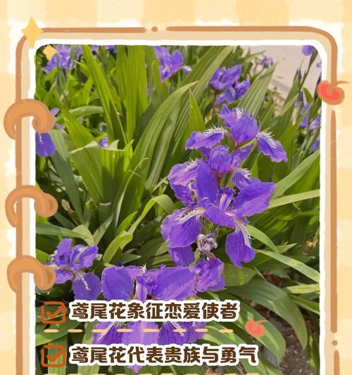 两个花象征着什么？它们代表了什么意义？