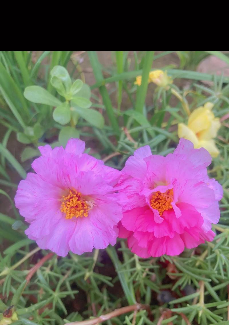 两个花象征着什么？它们代表了什么意义？