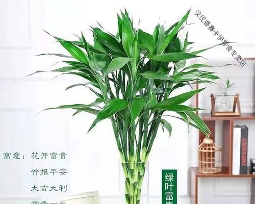 绿植盆栽的寓意和花语是什么？寓意招财的有哪些？