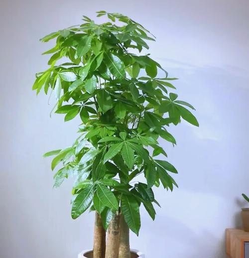 绿植盆栽的寓意和花语是什么？寓意招财的有哪些？