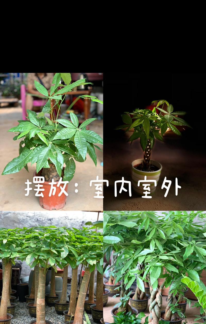 绿植盆栽的寓意和花语是什么？寓意招财的有哪些？