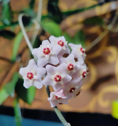 球兰花语有何独特之处？如何正确解读？