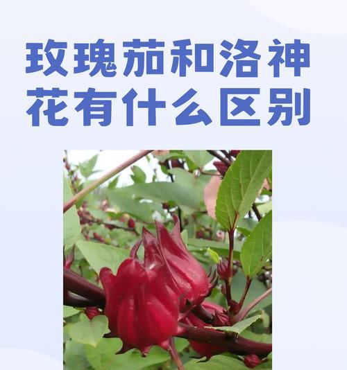 有哪些种类的象征花？它们各自代表什么意义？